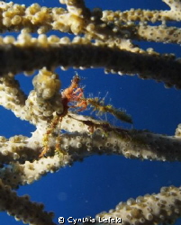 Decorator Crab Posturing for Camera by Cynthia Liefeld 